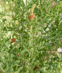 Sarcobatus vermiculatus