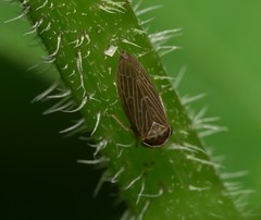 Agallia quadripunctata