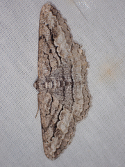 Stenoporpia excelsaria