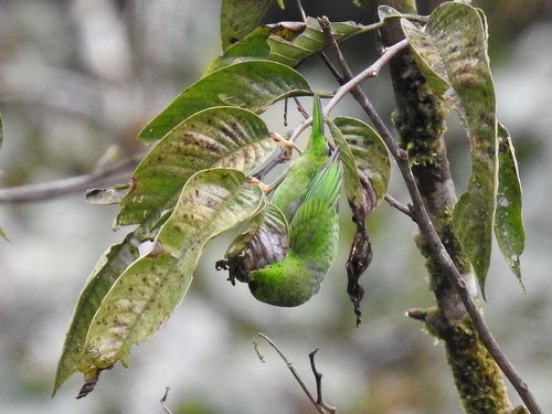 Orange-eared Tanager (Chlorochrysa calliparaea), photo 3