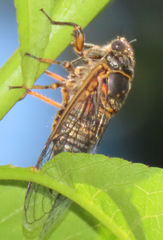 Okanagana sequoiae