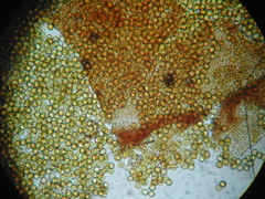 Perichaena quadrata