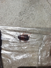 Periplaneta americana