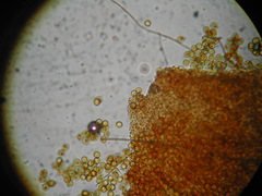 Perichaena quadrata