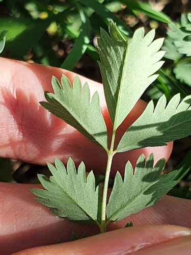 Image of Sanguisorba verrucosa by (c) Mehdi Chetibi, some rights reserved (CC BY)