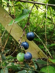 Passiflora sexocellata