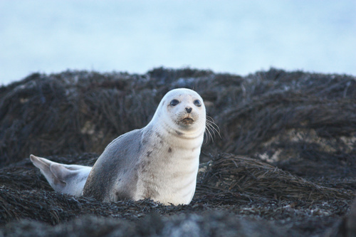 Harp Seal