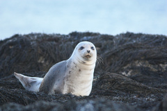 Harp Seal photo 4