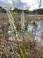 Spiranthes bightensis