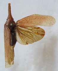 Zanna tenebrosa