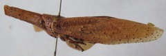 Zanna tenebrosa