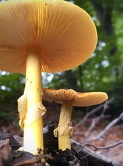 Amanita erythrocephala