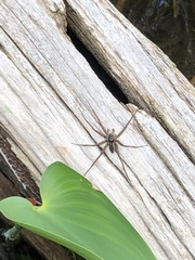 Dolomedes scriptus