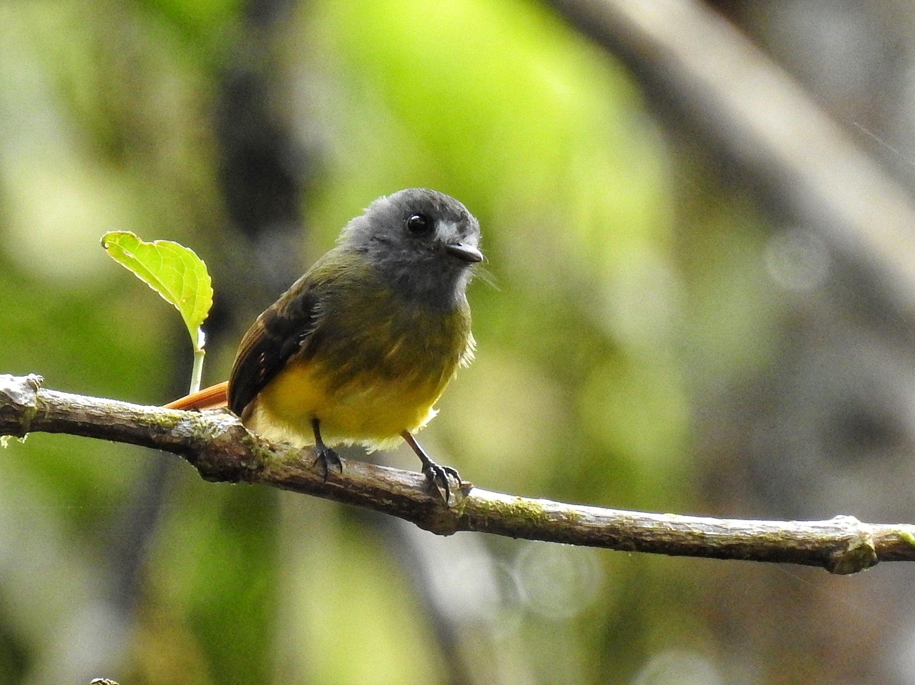 Ornate Flycatcher illustration