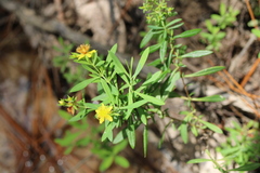 Hypericum lobocarpum
