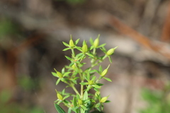 Hypericum lobocarpum