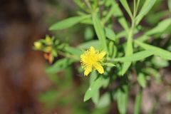 Hypericum lobocarpum