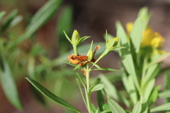 Hypericum lobocarpum