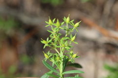 Hypericum lobocarpum