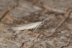 Coleophora striatipennella