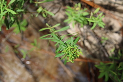 Hypericum lobocarpum