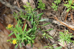 Hypericum lobocarpum