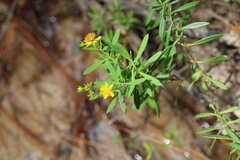Hypericum lobocarpum