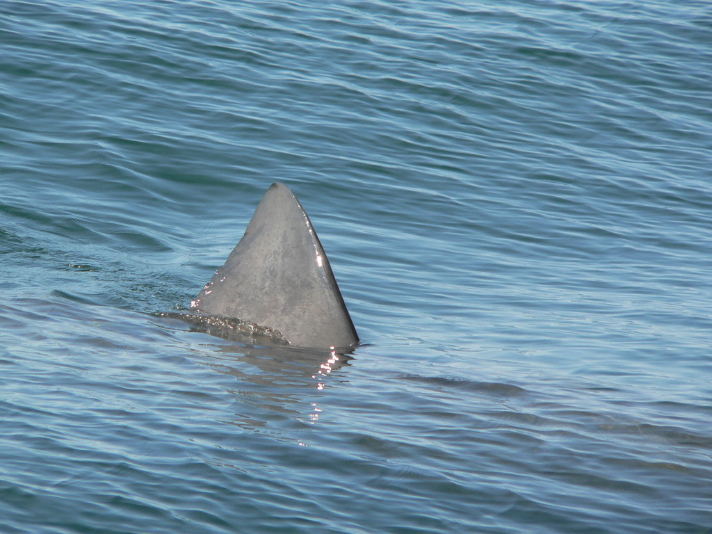 Basking shark dorsal fin cutting the sea surface