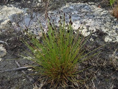Eleocharis elliptica