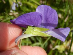 Bracteolatae