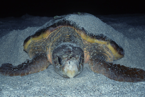 Loggerhead Sea Turtle photographed in Florida