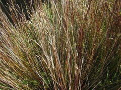 Schoenus pauciflorus