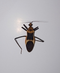 Zelurus circumcinctus