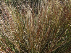 Schoenus pauciflorus