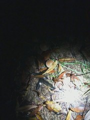Agaricales