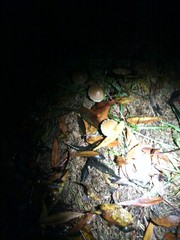Agaricales