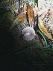 Agaricales