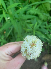 Melanthiaceae