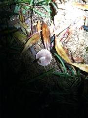 Agaricales