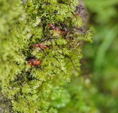 Hymenophyllum cupressiforme