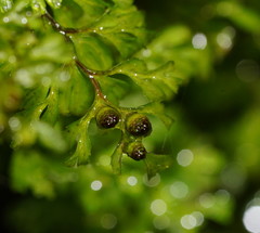 Hymenophyllum cupressiforme