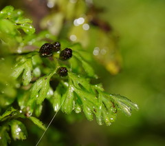 Hymenophyllum cupressiforme