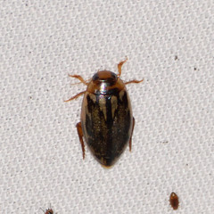 Coptotomus