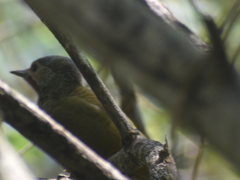 Colaptes auricularis