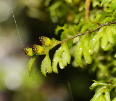 Hymenophyllum cupressiforme
