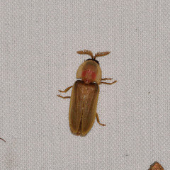 Pleotomus pallens