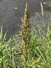Rumex crispus
