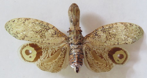 Fulgora castresii