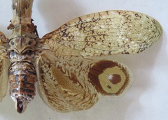 Fulgora castresii