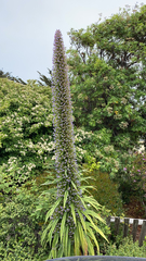 Echium pininana